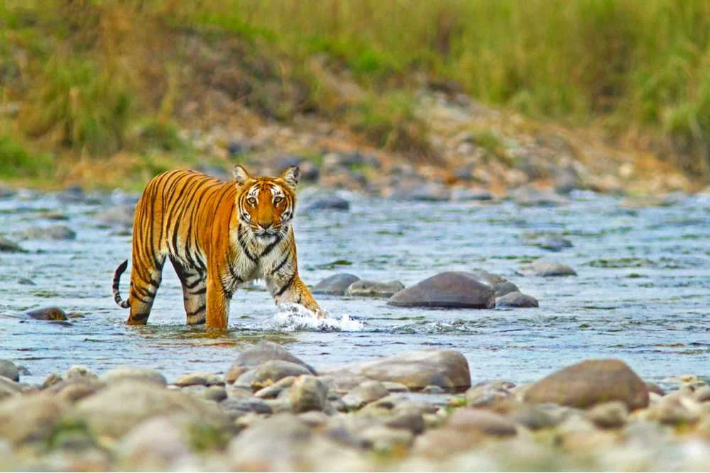 Amazing Jim Corbett Tour Package